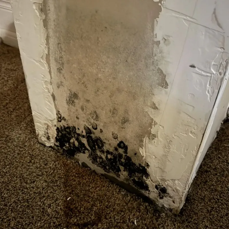 Professional Mold Removal in Liberty, NC